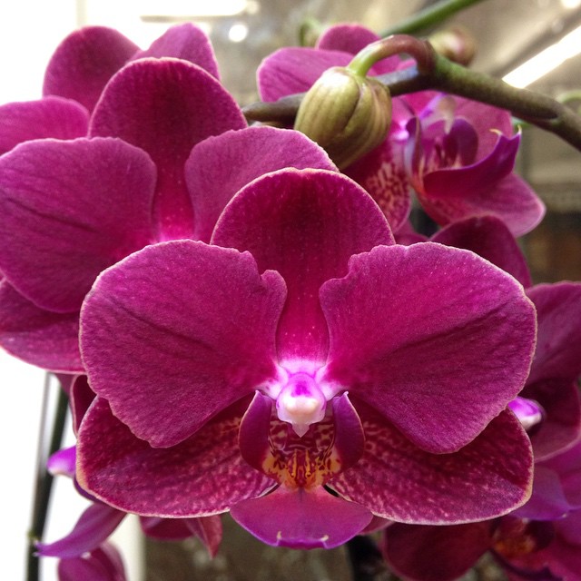 January feature phalaenopsis orchid