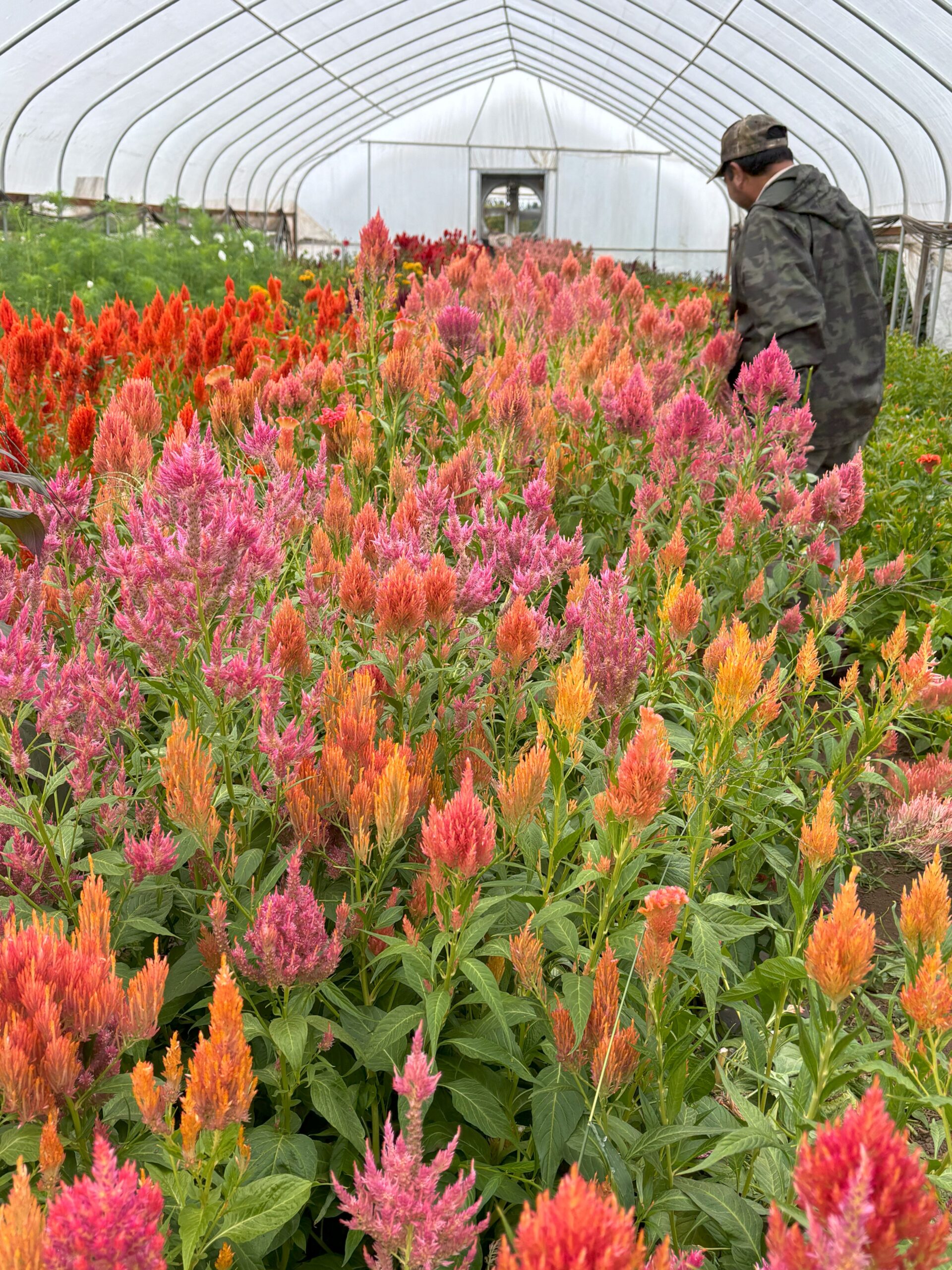 Plume Celosia at Ojeda Farms